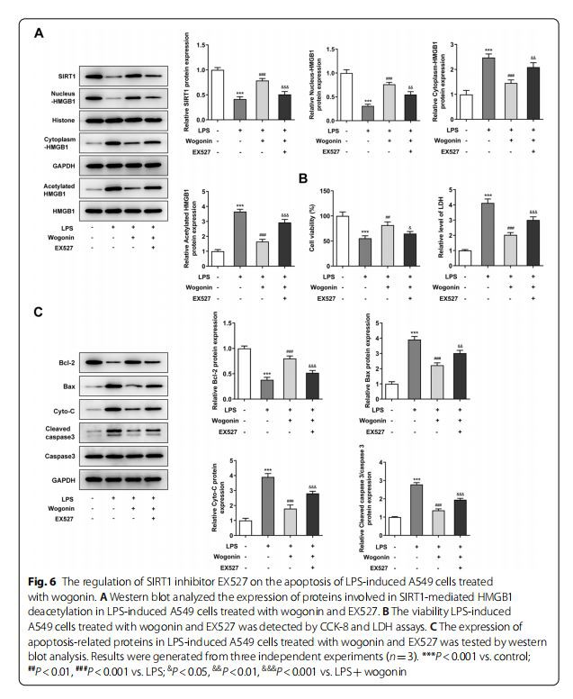 The regulation of SIRT1 inhibitor EX527 on the apoptosis of LPS-induced A549 cells treated  with wogonin. A Western blot analyzed the expression of proteins involved in SIRT1-mediated HMGB1  deacetylation in LPS-induced A549 cells treated with wogonin and EX527. B The viability LPS-induced  A549 cells treated with wogonin and EX527 was detected by CCK-8 and LDH assays. C The expression of  apoptosis-related proteins in LPS-induced A549 cells treated with wogonin and EX527 was tested by western  blot analysis. Results were generated from three independent experiments (n=3). ***P<0.001 vs. control; ##P<0.01, ###P<0.001 vs. LPS; &P<0.05, &&P<0.01, &&&P<0.001 vs. LPS+wogonin