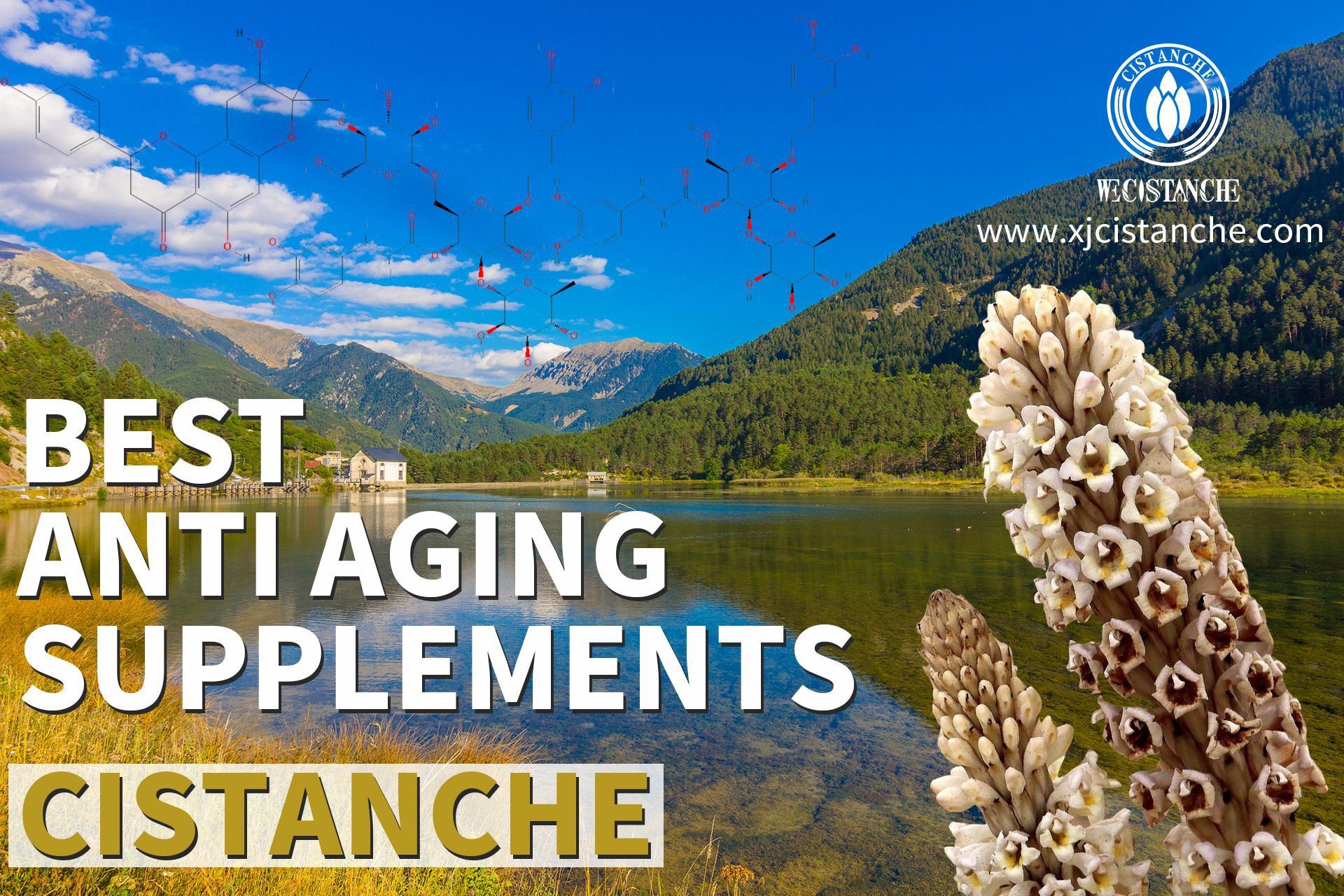 best herb for anti aging