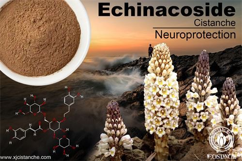 cistanche reviews on the effects of neuroprotection