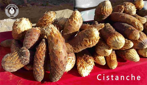 cistanche tubulosa: cistanche whole roots