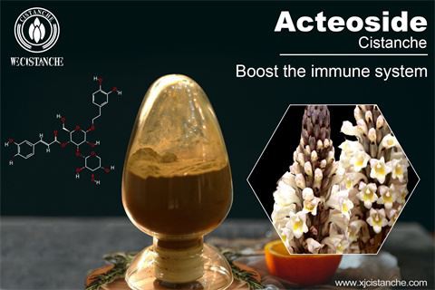 desert cistanche benefits: improve immunity desert cistanche benefits: improve immunity
