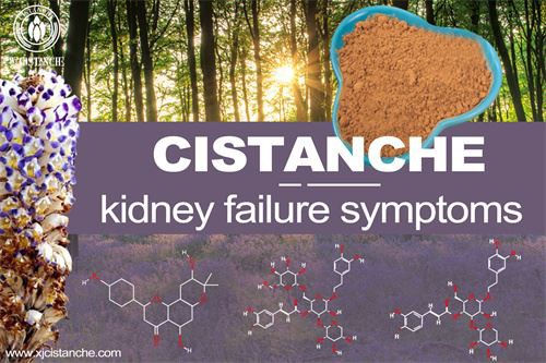 Cistanche-kidnry failure symptoms-4(64)