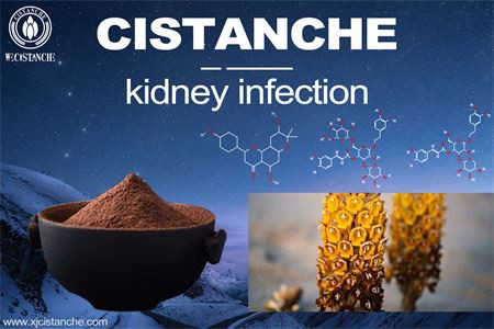 Cistanche-kidney infection-4（16）