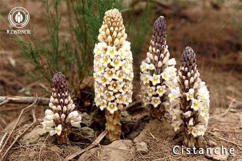 cistanche bark cistanche bark