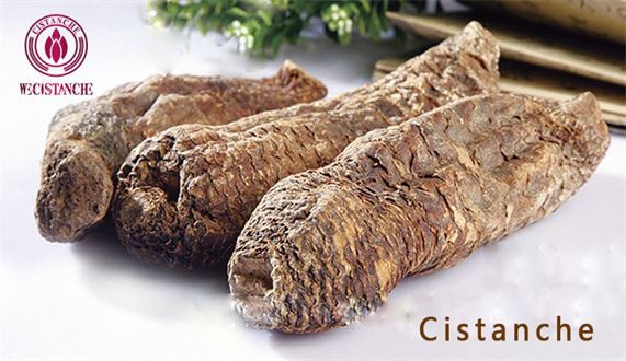 cistanche stem cistanche stem