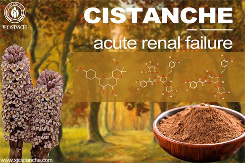 cistanche tubolosa health benefits
