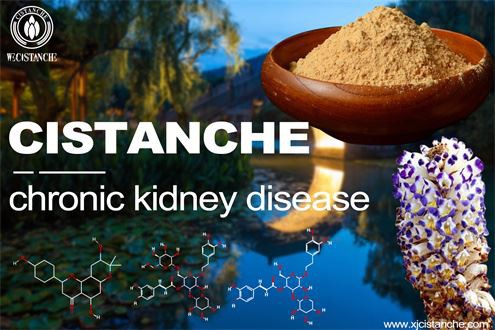 desert cistanche benefits:  treating chronic kidney diseases