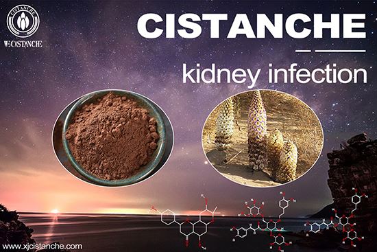 Cistanche-kidney infection-5(17) Cistanche-kidney infection-5(17)