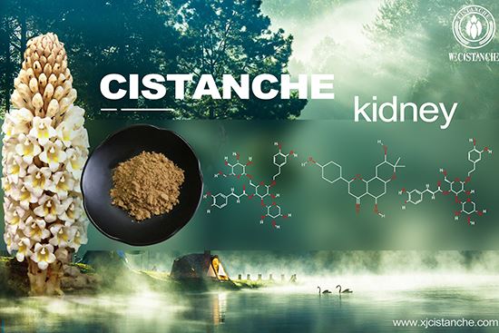 maca ginseng cistanche benefits for kidney