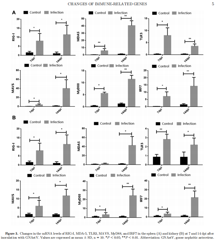 Changes in the mRNA levels of RIG-I, MDA-5, TLR3, MAVS, MyD88, and IRF7 in the spleen (A) and kidney (B) at 7 and 14 dpi after inoculation with GNAstV. Values are expressed as mean 6 SD, n 5 10. *P , 0.05; **P , 0.01. Abbreviation: GNAstV, goose nephritic astrovirus.