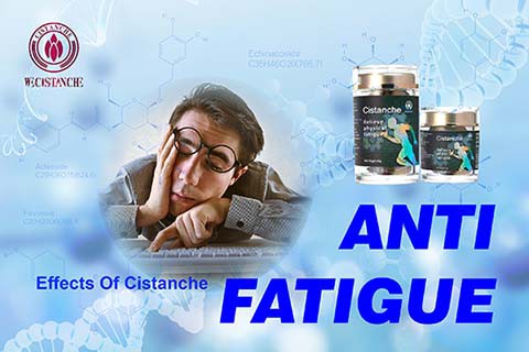 Cistanche antifatigue function (7) Cistanche antifatigue function (7)