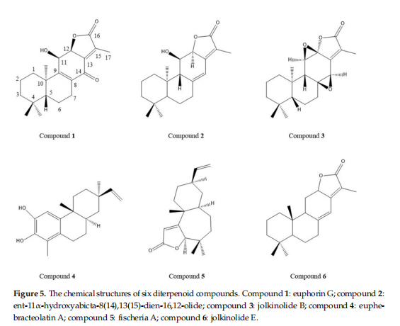  The chemical structures of six diterpenoid compounds. Compound 1: euphorin G; compound 2: ent-11α-hydroxyabicta-8(14),13(15)-dien-16,12-olide; compound 3: jolkinolide B; compound 4: euphebracteolatin A; compound 5: fischeria A; compo