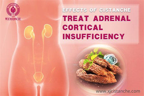 effects of cistanche:treat adrenal cortical insufficiency effects of cistanche:treat adrenal cortical insufficiency