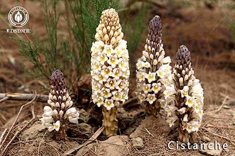 Cistanche tubulosa for Alzheimer's disease