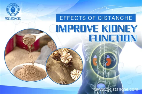 cistanche tubulosa：improve kidney function