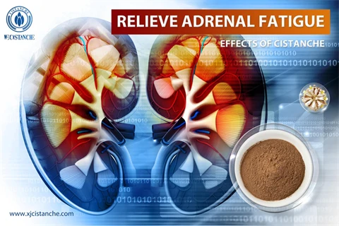 cistanche propiedades:relieve adrenal fatigue cistanche propiedades:relieve adrenal fatigue