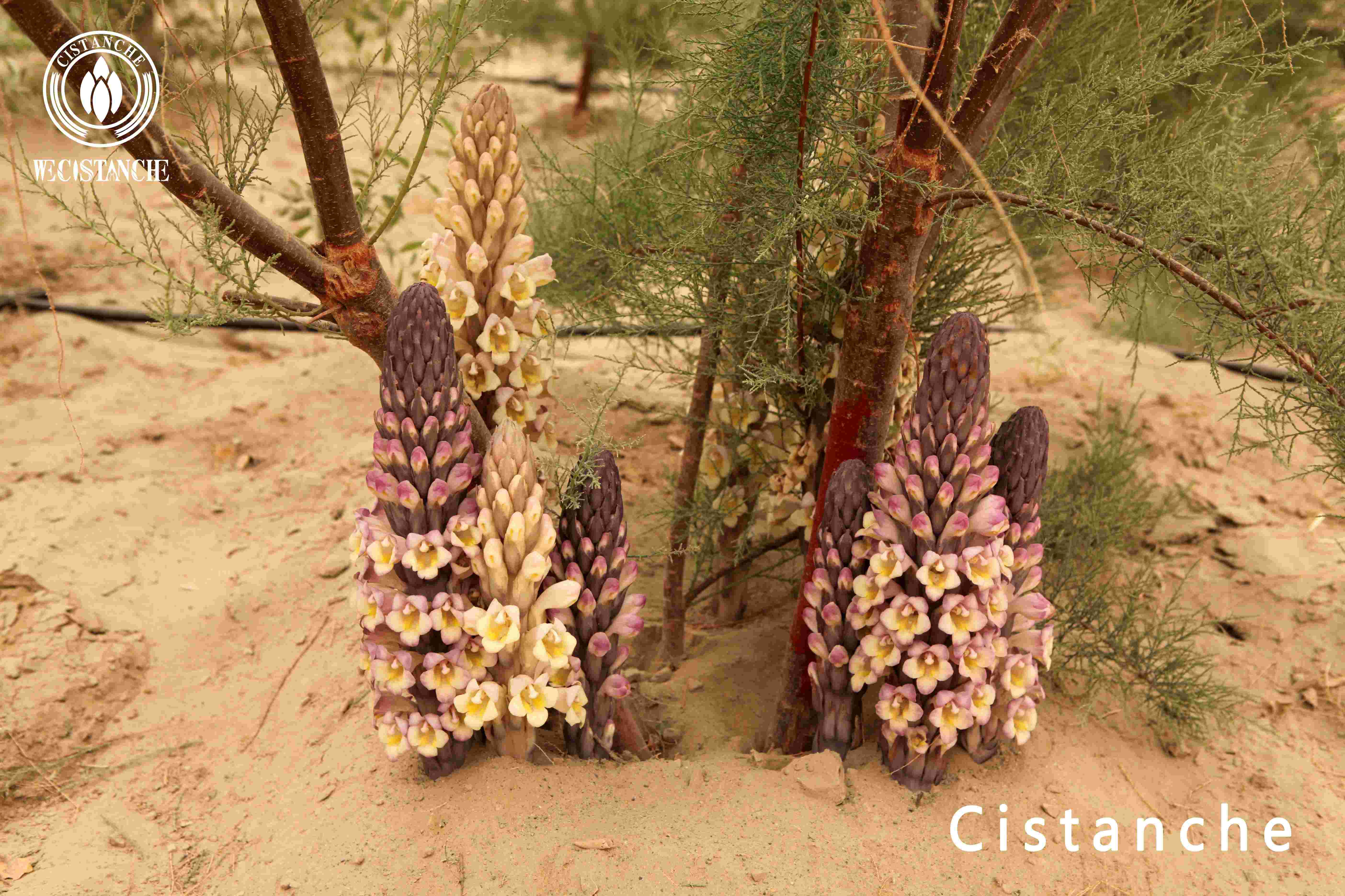 desertliving cistanche