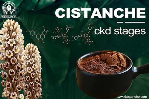 best herb for reducing creatinine