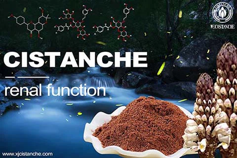 best herb for reducing creatinine