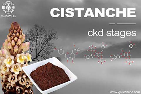 Chinese Herbs to lower your Creatinine Level in your body Chinese Herbs to lower your Creatinine Level in your body