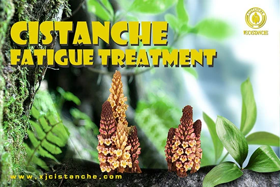 anti-fatigue function cistanche (11) anti-fatigue function cistanche (11)