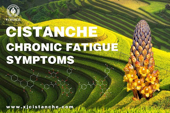 best herbs for treat CFS