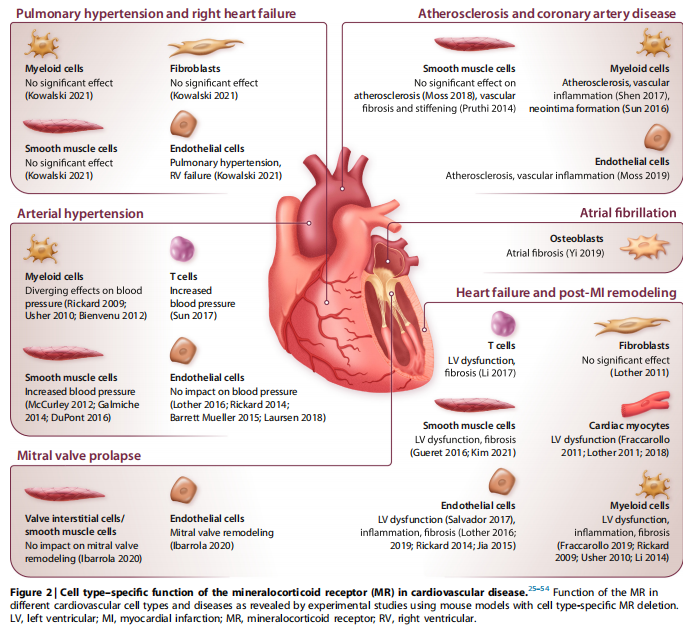 Cell type–specific function