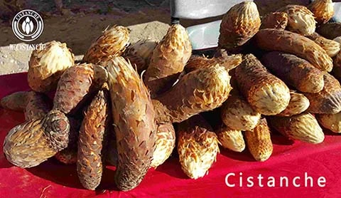 Cistanche Cistanche
