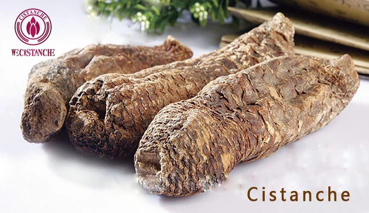 Cistanche benefit