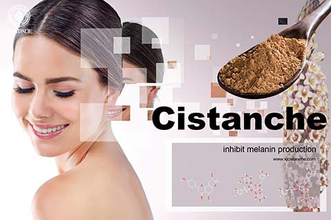 Cisatance tubulosa skincare