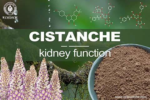 cistanche for glomerular filtration cistanche for glomerular filtration