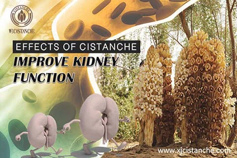 best herbs for ckd best herbs for ckd
