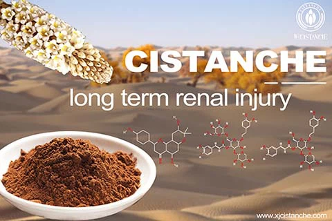 best herbal for kidney disease best herbal for kidney disease