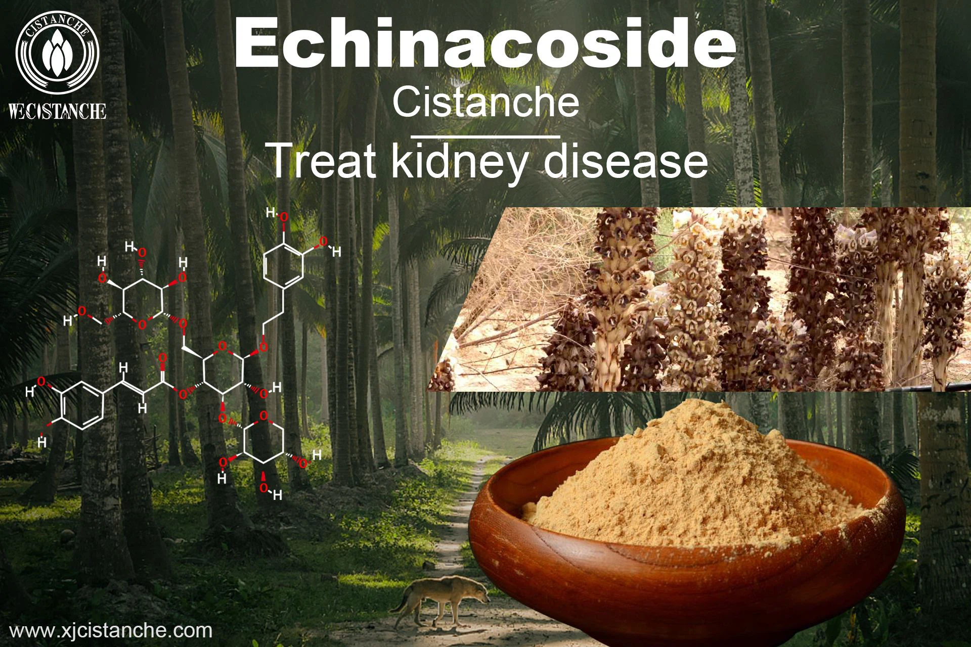 how to prevent kidney disease how to prevent kidney disease