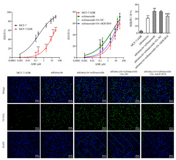 Echinacoside Cistanche Echinacoside Cistanche