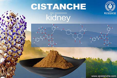  best herbs for kidney deficiency