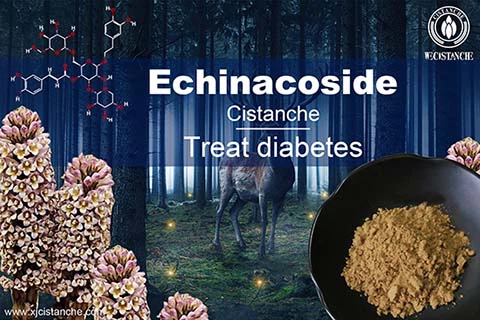cistanche echinacoside-best herbal for curing Leukemia cistanche echinacoside-best herbal for curing Leukemia