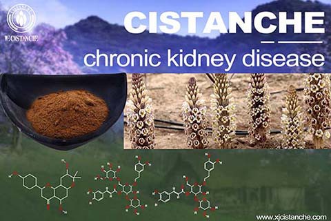 Cistanche-chronickidney disease-4(82)