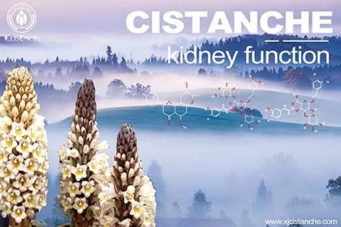Cistanche Diabetic Nephropathy
