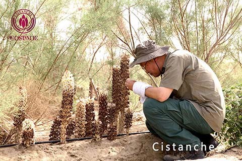 cistanche deserticola d