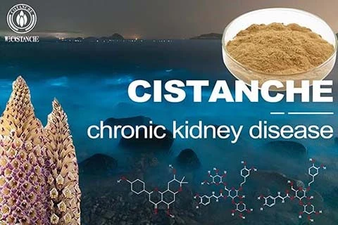 Cistanche-chronickidney disease-6(84) Cistanche-chronickidney disease-6(84)