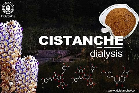 Cistanche- IgA nephropathy Cistanche- IgA nephropathy