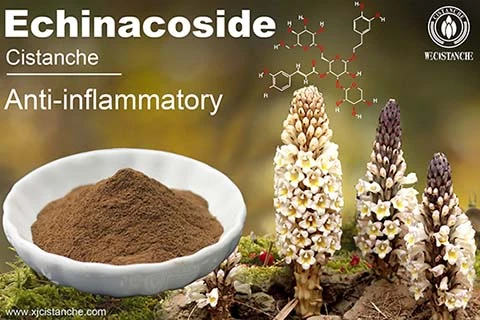 cistanche Alleviated Acute Ileum Damage cistanche Alleviated Acute Ileum Damage