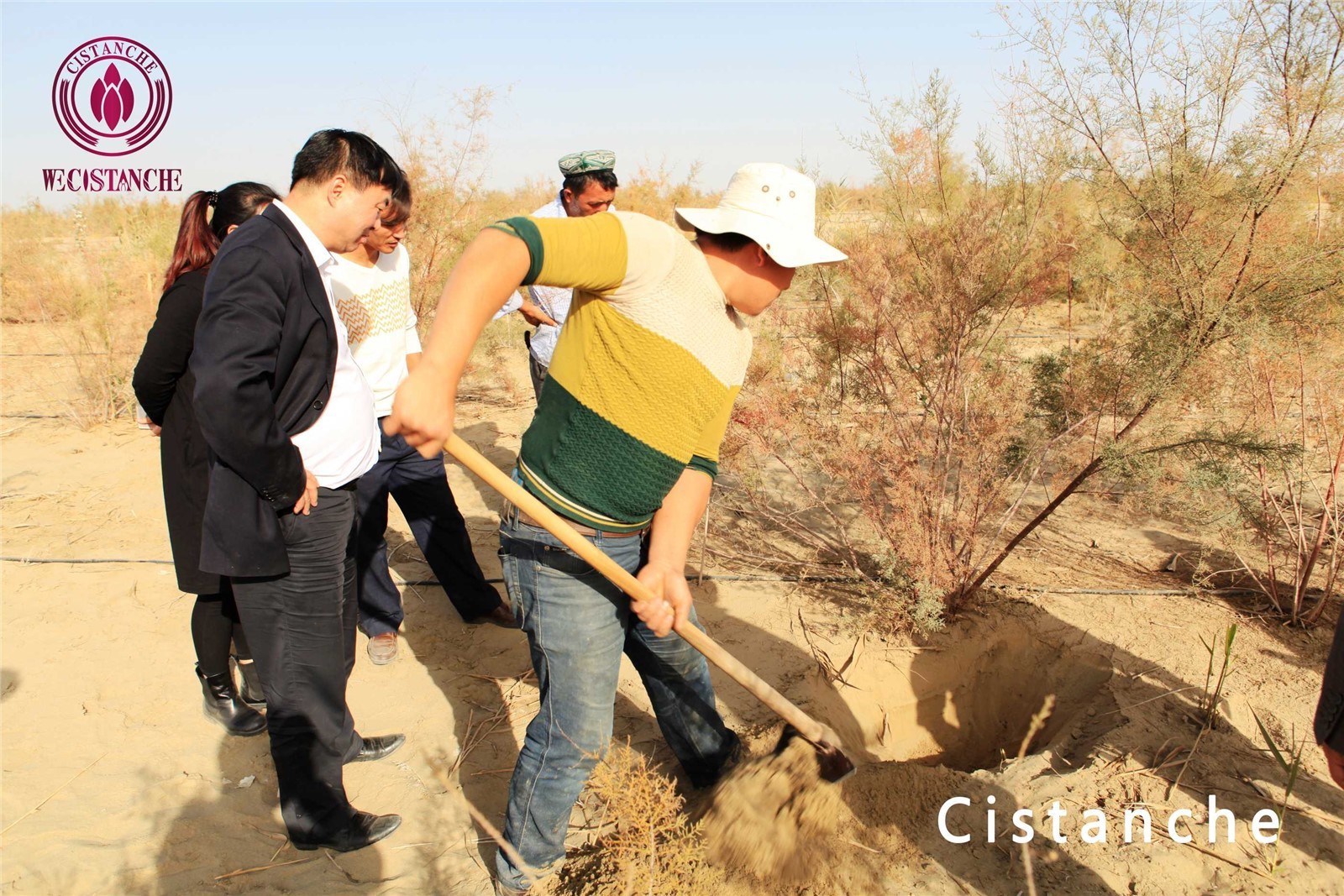 cistanche tubulosa buy