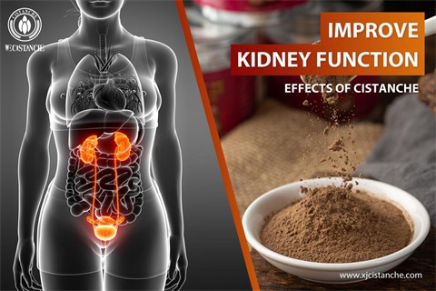 effects of cistanche：improve kidney function5