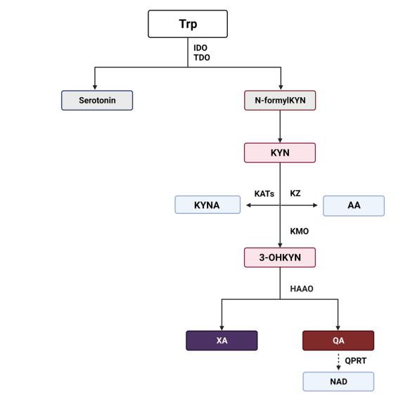 cistanche supplement for kidney disease