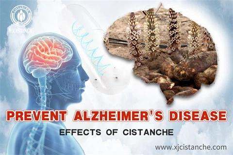 effects of Cistanche treat Alzheimer‘s disease effects of Cistanche treat Alzheimer‘s disease