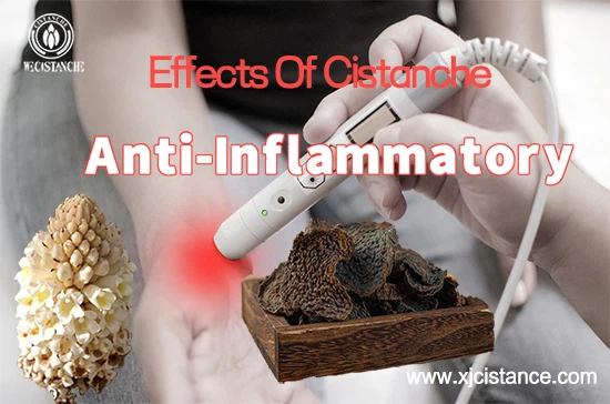 What does cistanche do-Anti-inflammatory