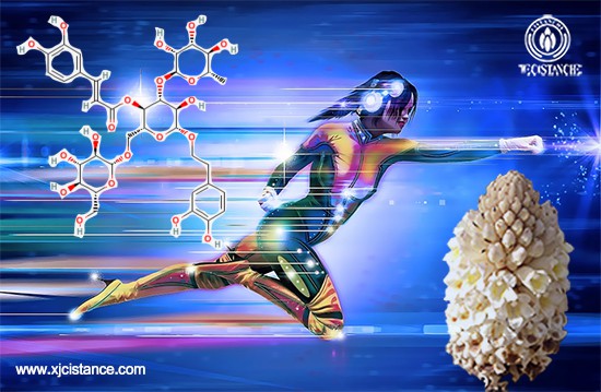 Echinoside, the main chemical component of Cistanche deserticola