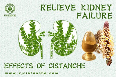 Cistanche benefits Cistanche benefits